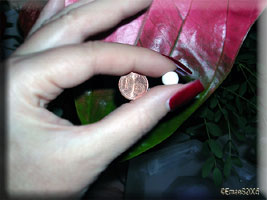 Bitte klicken fr Groansicht