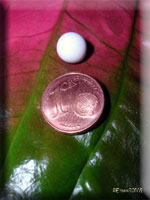 Bitte klicken fr Groansicht